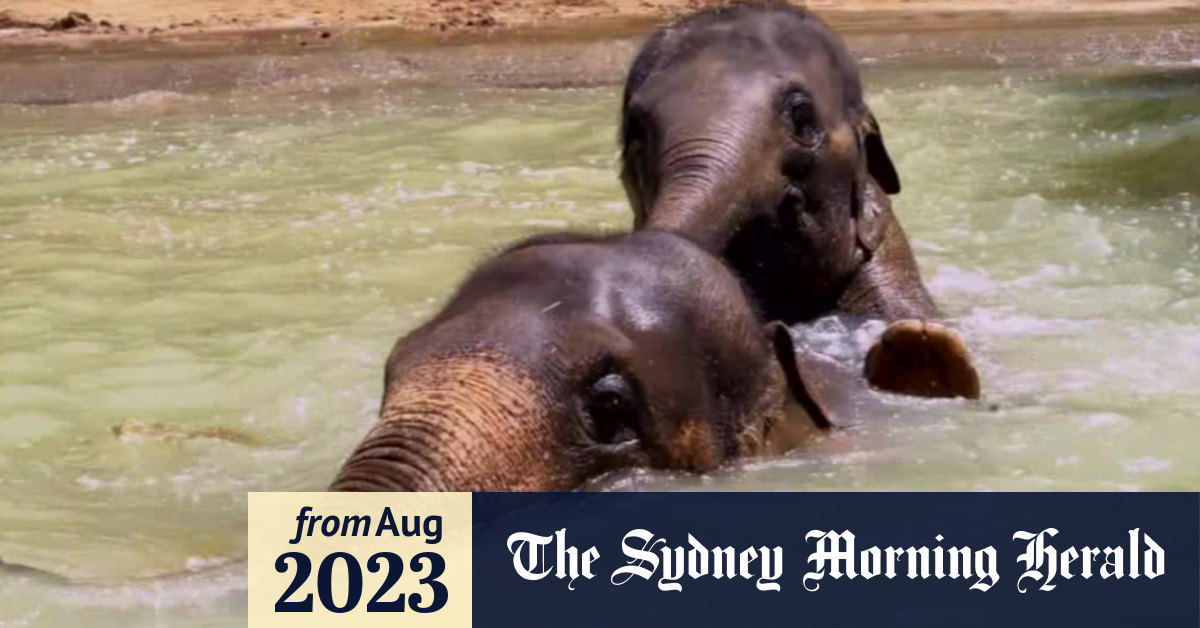 Video: Melbourne Zoo elephant dies from virus